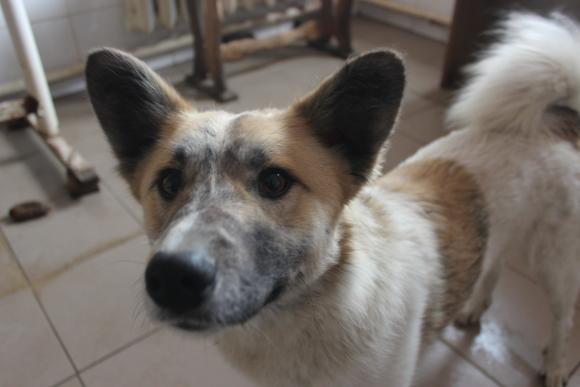 “Планета” бездомних собак або Один день із життя собачого притулку, фото №1 на сайті 20minut.ua