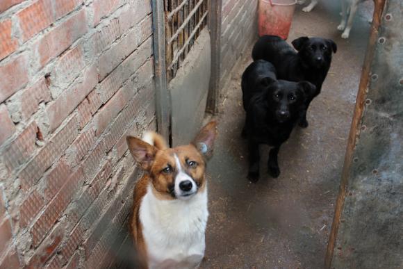 “Планета” бездомних собак або Один день із життя собачого притулку, фото №11 на сайті 20minut.ua