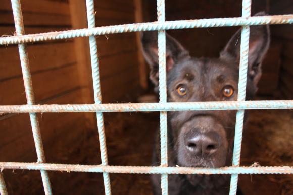 “Планета” бездомних собак або Один день із життя собачого притулку, фото №2 на сайті 20minut.ua