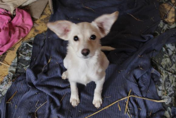 “Планета” бездомних собак або Один день із життя собачого притулку, фото №3 на сайті 20minut.ua