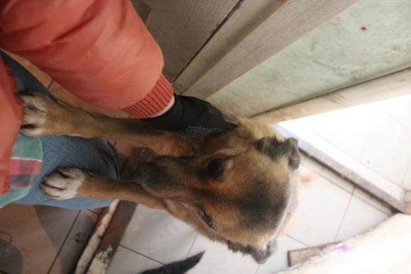 “Планета” бездомних собак або Один день із життя собачого притулку, фото №4 на сайті 20minut.ua