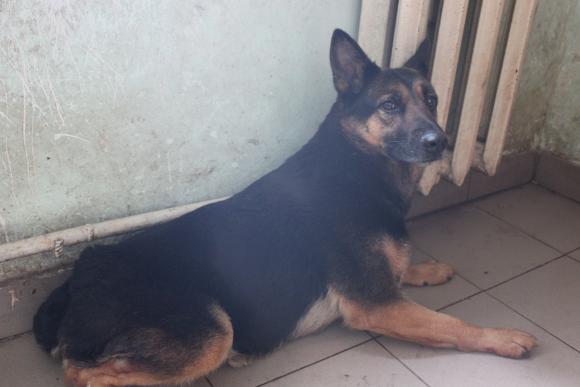 “Планета” бездомних собак або Один день із життя собачого притулку, фото №5 на сайті 20minut.ua