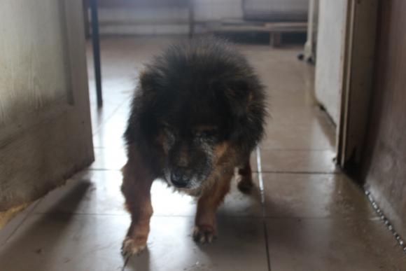 “Планета” бездомних собак або Один день із життя собачого притулку, фото №6 на сайті 20minut.ua