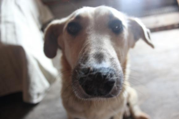 “Планета” бездомних собак або Один день із життя собачого притулку, фото №7 на сайті 20minut.ua