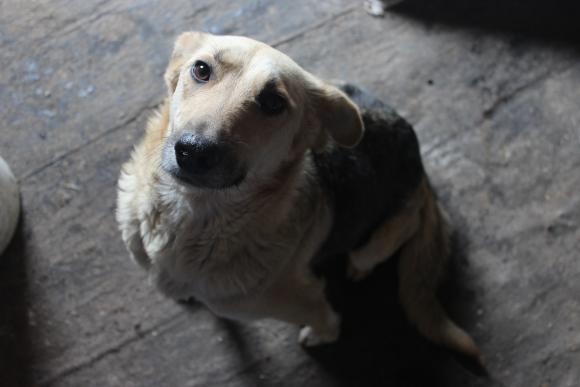 “Планета” бездомних собак або Один день із життя собачого притулку, фото №8 на сайті 20minut.ua