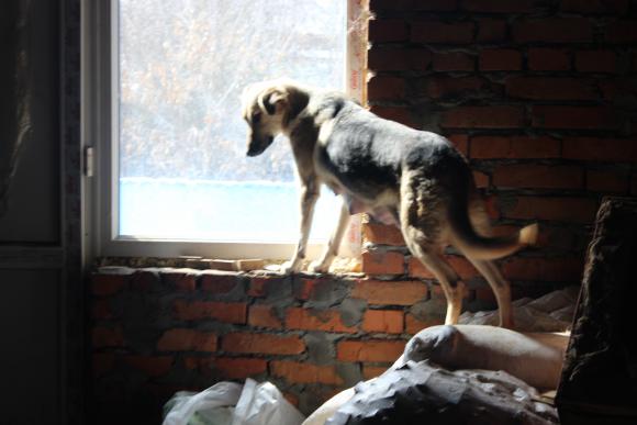 “Планета” бездомних собак або Один день із життя собачого притулку, фото №9 на сайті 20minut.ua