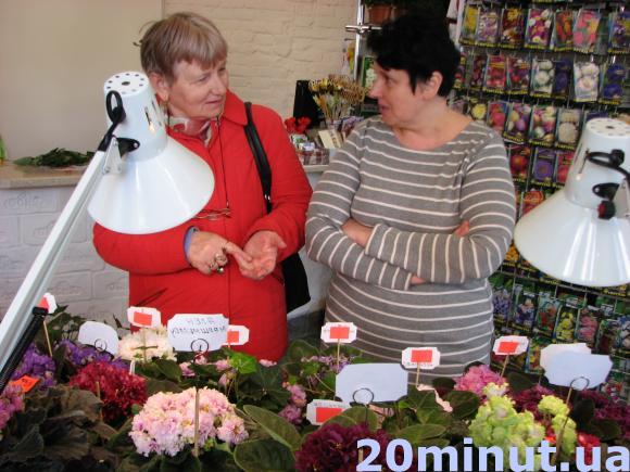 У Тернополі – виставка фіалок селекціонера Аліни Вольської, фото №2 на сайті 20minut.ua