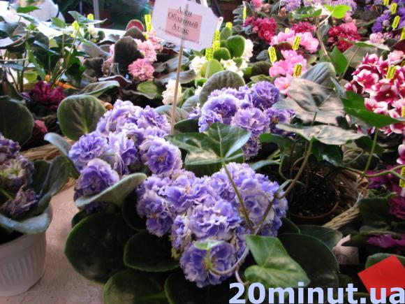 У Тернополі – виставка фіалок селекціонера Аліни Вольської, фото №3 на сайті 20minut.ua