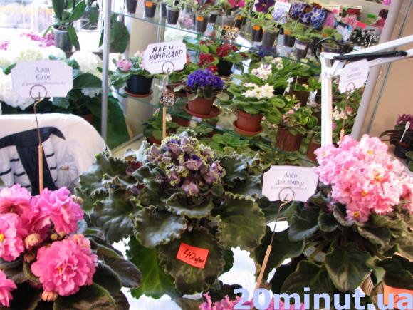 У Тернополі – виставка фіалок селекціонера Аліни Вольської, фото №4 на сайті 20minut.ua