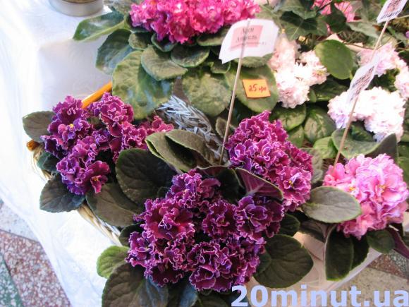 У Тернополі – виставка фіалок селекціонера Аліни Вольської, фото №5 на сайті 20minut.ua