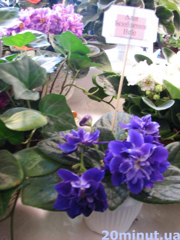 У Тернополі – виставка фіалок селекціонера Аліни Вольської, фото №6 на сайті 20minut.ua