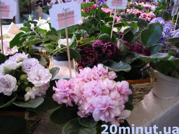 У Тернополі – виставка фіалок селекціонера Аліни Вольської, фото №7 на сайті 20minut.ua