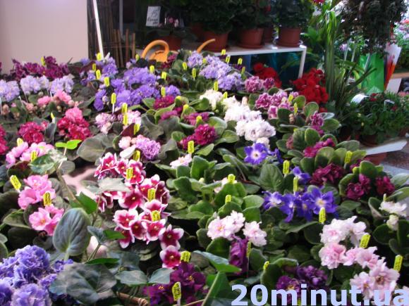 У Тернополі – виставка фіалок селекціонера Аліни Вольської, фото №8 на сайті 20minut.ua