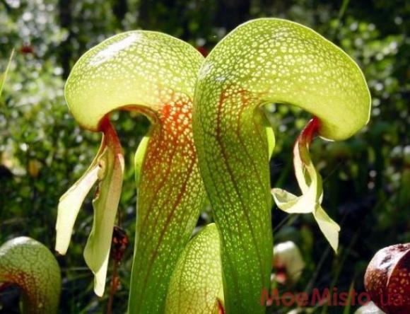 Усі розваги Вінниці на вихідні, 8 - 10 квітня, фото №25 на сайті 20minut.ua