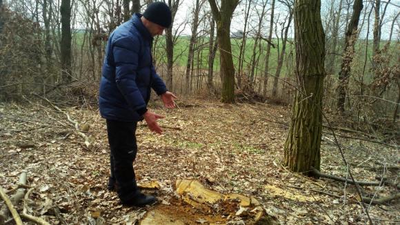 Як рубають ліс на мільйони гривень і хто кришує «чорних» лісників, фото №2 на сайті 20minut.ua