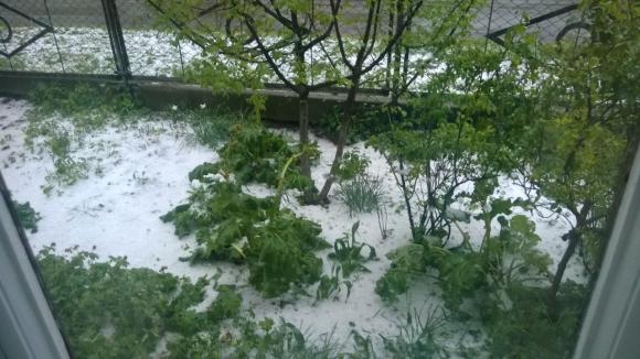 Град на Тернопільщині побив городину, фото №2 на сайті 20minut.ua