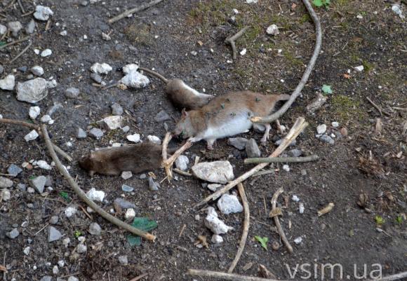 М'ясокомбінат засмердів Ружичну, а кров'ю «удобрив» людські городи, фото №5 на сайті vsim.ua