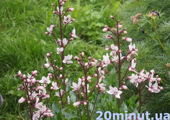 Тернополяни можуть помилуватись квітами неопалимої купини на сайті 20minut.ua Тернополяни можуть помилуватись квітами неопалимої купини, фото №1 на сайті 20minut.ua