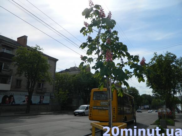 У Тернополі зацвіли каштани Бріоті, фото №1 на сайті 20minut.ua