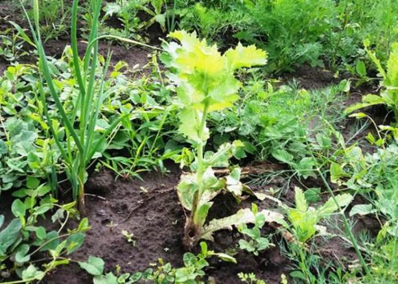 67-річна “наркобаронеса” продавала зілля, щоб зібрати гроші на операцію, фото №1 на сайті 20minut.ua