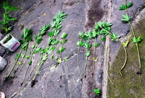 67-річна “наркобаронеса” продавала зілля, щоб зібрати гроші на операцію, фото №3 на сайті 20minut.ua