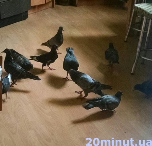 Голуби "окупували" тернопільську квартиру на сайті 20minut.ua Голуби "окупували" тернопільську квартиру, фото №1 на сайті 20minut.ua