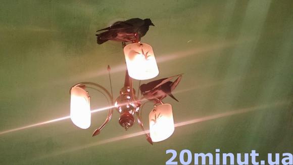 Голуби "окупували" тернопільську квартиру на сайті 20minut.ua Голуби "окупували" тернопільську квартиру, фото №2 на сайті 20minut.ua