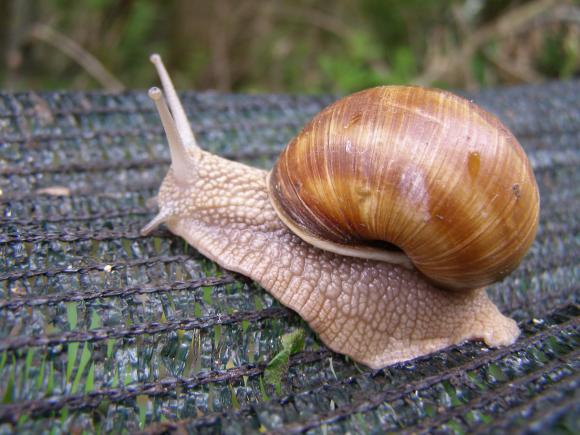 Харчових равликів по 600 гривень за кілограм розводять у саду в Козятині, фото №3 на сайті 20minut.ua