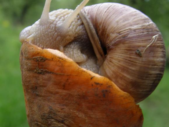 Харчових равликів по 600 гривень за кілограм розводять у саду в Козятині, фото №4 на сайті 20minut.ua