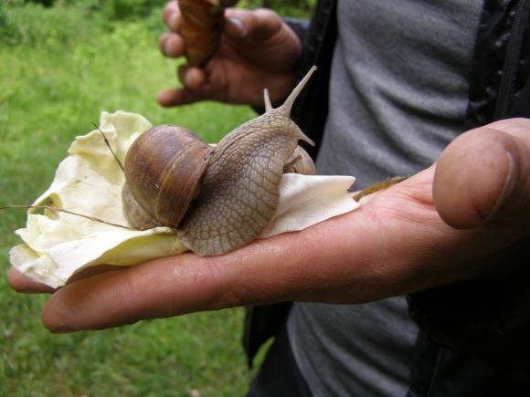 Харчових равликів по 600 гривень за кілограм розводять у саду в Козятині, фото №5 на сайті 20minut.ua