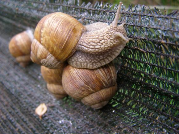 Харчових равликів по 600 гривень за кілограм розводять у саду в Козятині, фото №7 на сайті 20minut.ua