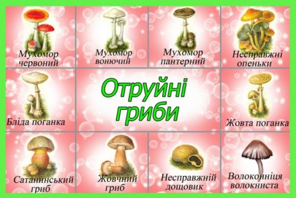 На Вінниччині двоє діток отруїлися грибами. Наразі хлопчики у лікарні, фото №1 на сайті 20minut.ua