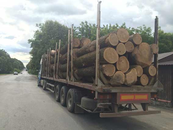 Дві фури першосортного дуба та сосни не вдалось сплавити вінницьким лісникам, фото №3 на сайті 20minut.ua