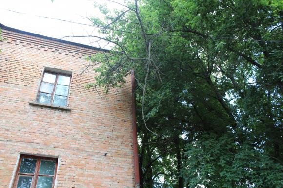 Хто обрізає дерева? На Городецького вже рік висить гіляка на дротах, фото №1 на сайті 20minut.ua