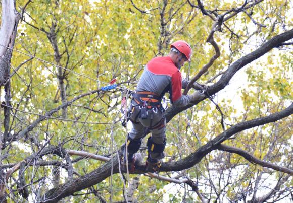 Хто обрізає дерева? На Городецького вже рік висить гіляка на дротах, фото №5 на сайті 20minut.ua