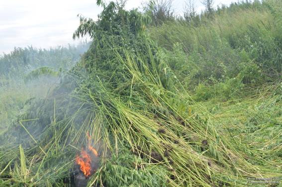 Майже гектар коноплі випалили у Збаражі, фото №1 на сайті 20minut.ua