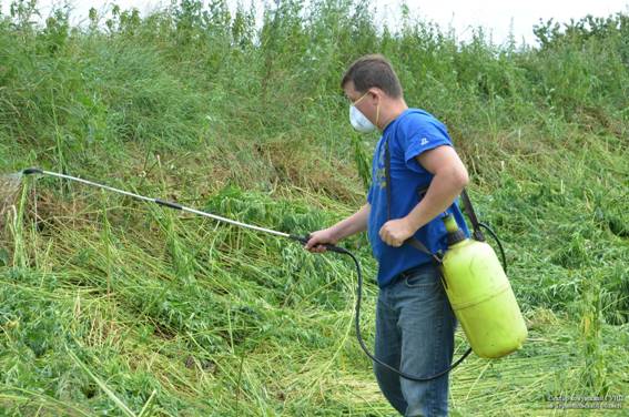 Майже гектар коноплі випалили у Збаражі, фото №2 на сайті 20minut.ua