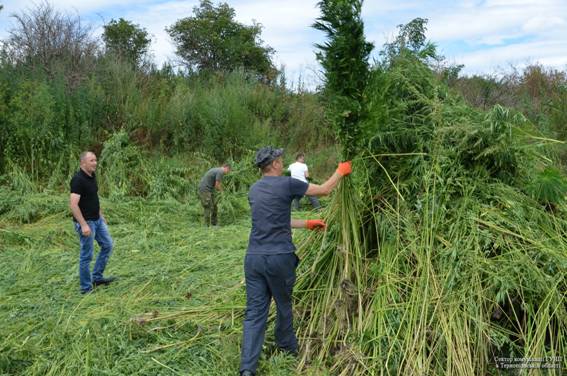Майже гектар коноплі випалили у Збаражі, фото №3 на сайті 20minut.ua