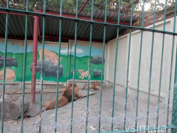 У хмельницькому зоокутку помер фазан. Дресирувальник не віддає туди левів і вже забрав кенгуру, фото №2 на сайті vsim.ua
