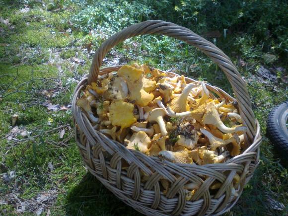 Як збирати гриби, щоб не отруїтися, фото №3 на сайті 20minut.ua