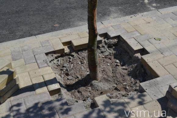 «Шедевр» від робітників: у Хмельницькому з бруківки "виросло" дерево, фото №1 на сайті vsim.ua