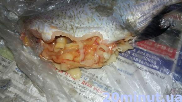 У Тернопільському ставі плаває здохла риба. Рибалки кажуть, що причина у глистах на сайті 20minut.ua У Тернопільському ставі плаває здохла риба. Рибалки кажуть, що причина у глистах, фото №1 на сайті 20minut.ua