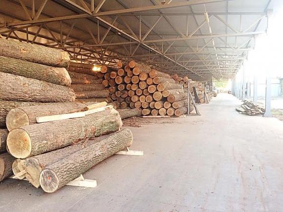 Вінницьких посадовців підозрюють у причетності до вирубки лісу на мільйони, фото №1 на сайті 20minut.ua
