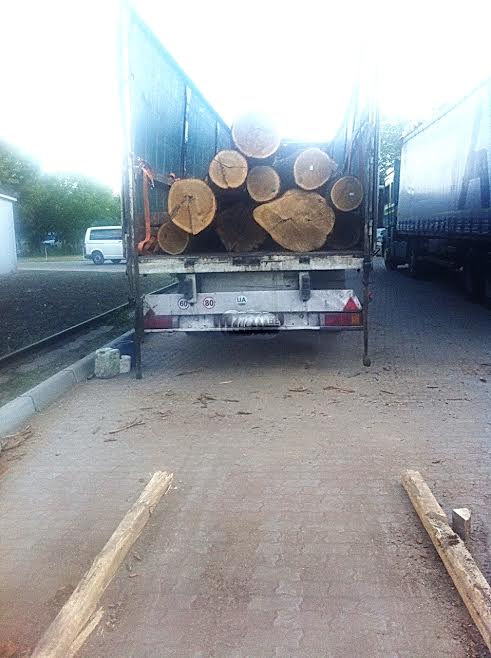 Вінницьких посадовців підозрюють у причетності до вирубки лісу на мільйони, фото №4 на сайті 20minut.ua