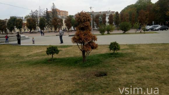 "У Хмельницькому дерев щороку меншає на дві тисячі", - кажуть екологи. А як вам дихається?, фото №2 на сайті vsim.ua