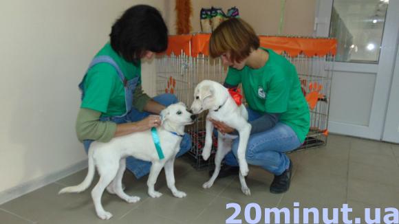 У Житомирі відкрився довгоочікуваний «Центр захисту тварин». ФОТО, фото №10 на сайті 20minut.ua
