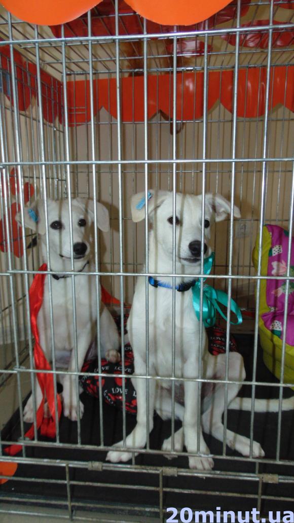 У Житомирі відкрився довгоочікуваний «Центр захисту тварин». ФОТО, фото №11 на сайті 20minut.ua