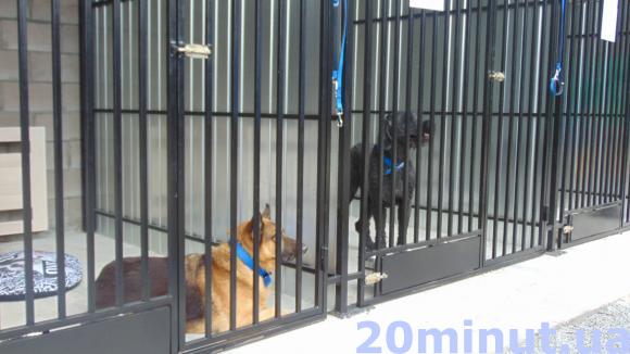 У Житомирі відкрився довгоочікуваний «Центр захисту тварин». ФОТО, фото №13 на сайті 20minut.ua