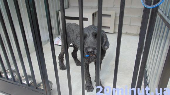 У Житомирі відкрився довгоочікуваний «Центр захисту тварин». ФОТО, фото №14 на сайті 20minut.ua