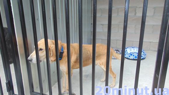 У Житомирі відкрився довгоочікуваний «Центр захисту тварин». ФОТО, фото №15 на сайті 20minut.ua